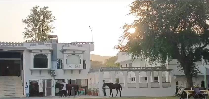 Two dark horses being led across the lawn in front of the white haveli at Devendra Garh, with low sun coming through a tree